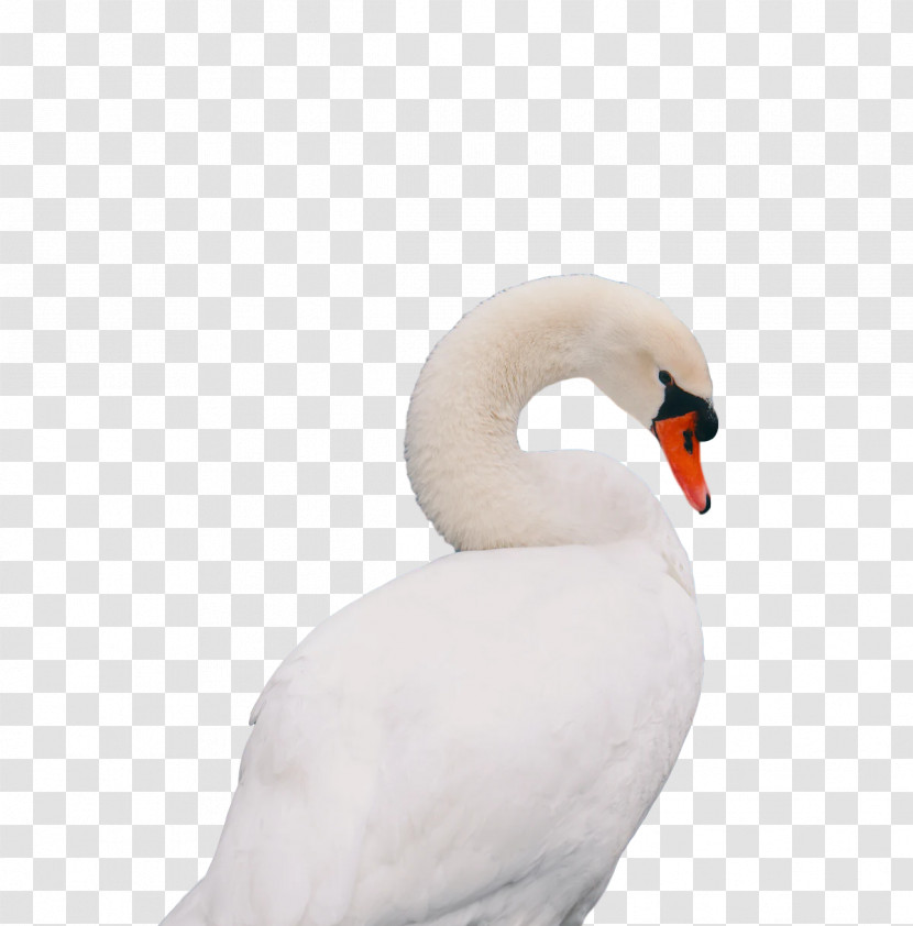 Swans Birds Water Bird Waterfowl Beak Transparent PNG