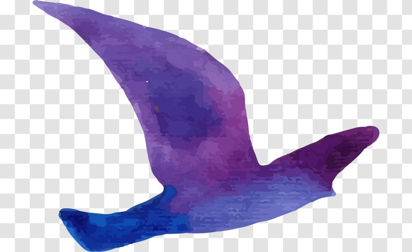 Bird - Whales Dolphins And Porpoises - Purple Pigeon Transparent PNG