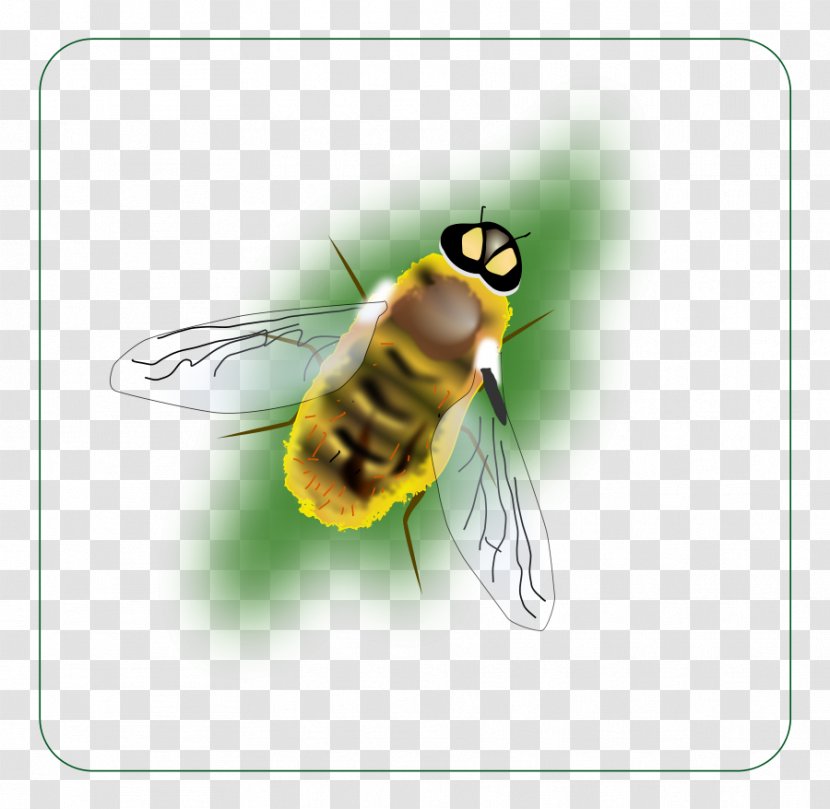 Bumblebee Hornet Insect Clip Art - Wasp - Bee Transparent PNG
