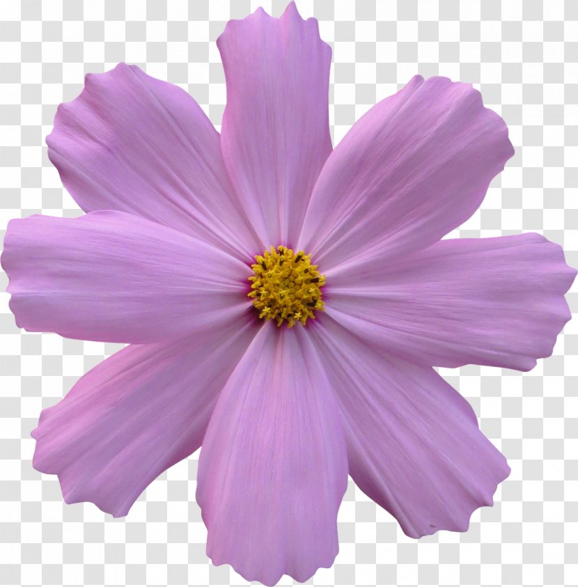 Flower Garden Rose Cosmos - Plant - Purple Flowers Transparent PNG