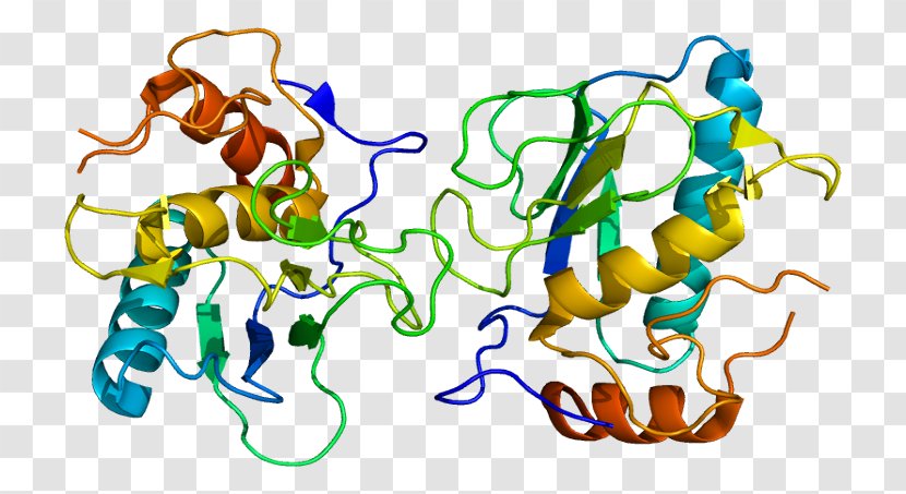 Matrix Metallopeptidase 13 Metalloproteinase MMP2 IL1B - Il1b - Protein Transparent PNG