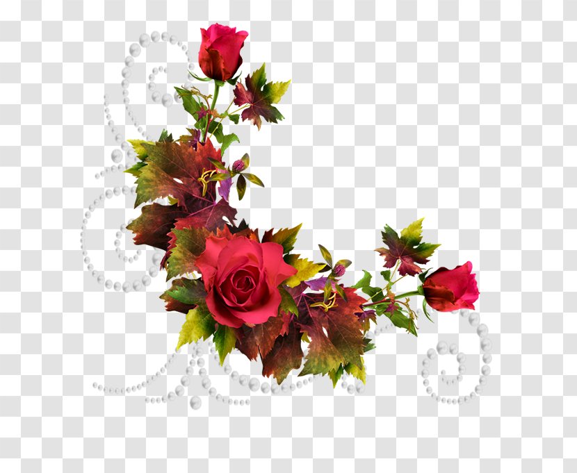 Cut Flowers Beach Rose Garden Roses - Flower Transparent PNG