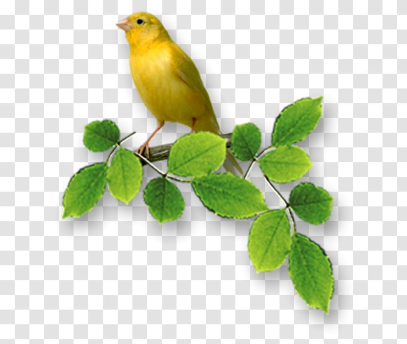Bird Wish Anniversary - Happy Birthday To You - Little Yellow Transparent PNG