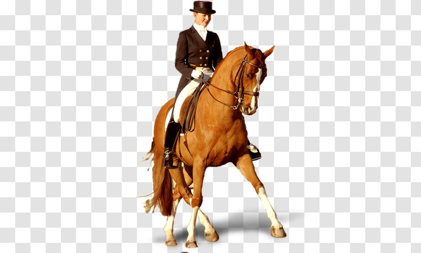 Horse Hunt Seat Stallion Equestrianism Knight - Bit - Figure Transparent PNG