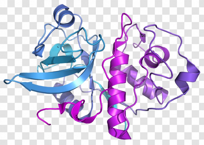 Actinidain Bromelain Papain Enzyme Cysteine Protease - Flower - Monstera Transparent PNG