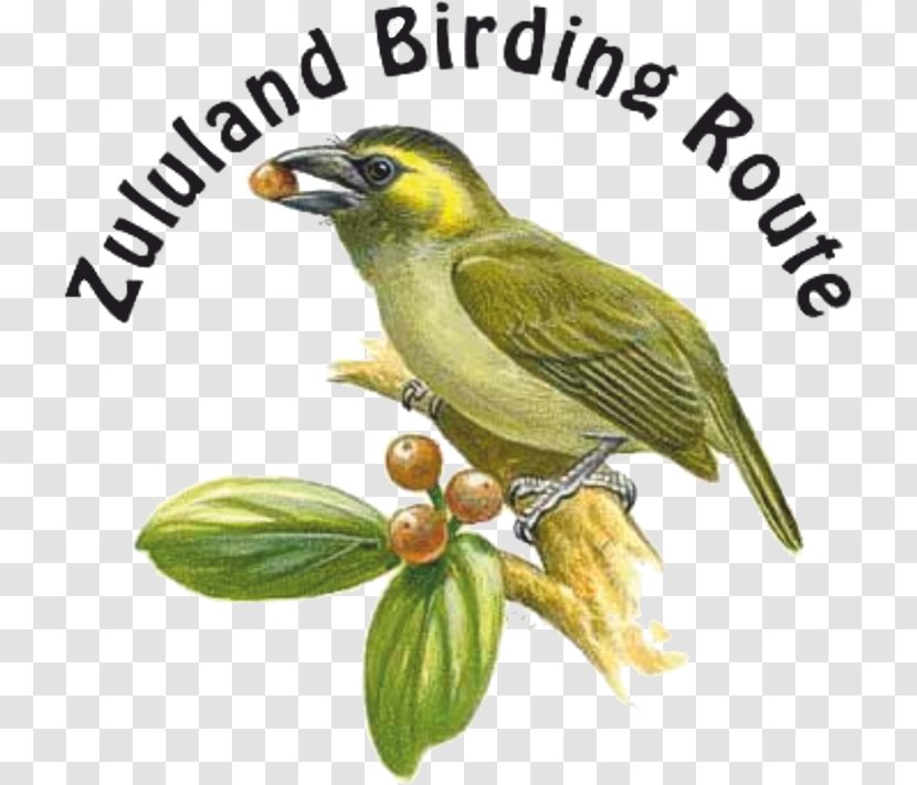 Golf View Lodge T-shirt Family Babanango Ulundi - Birdwatching - Mangrove Kingfisher Transparent PNG