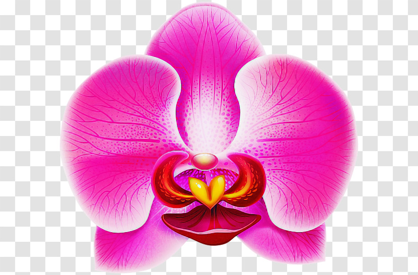 Petal Pink Moth Orchid Flower Violet Transparent PNG