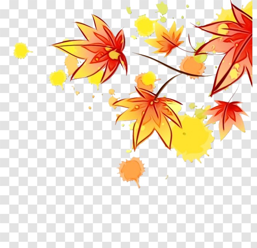 Autumn Leaf Drawing - Cartoon - Wildflower Maple Transparent PNG