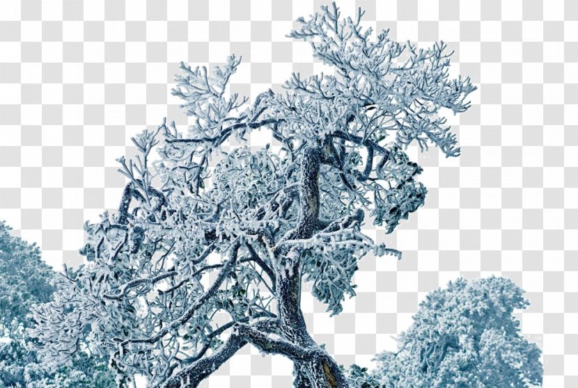 Tree - Sky - Snow Transparent PNG