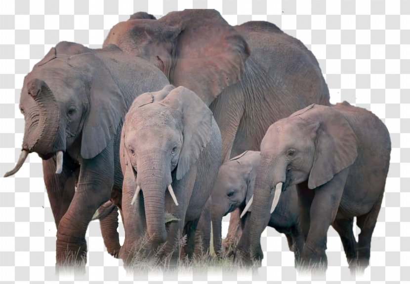 African Elephant Indian Herd - Wildlife - Elefant Transparent PNG