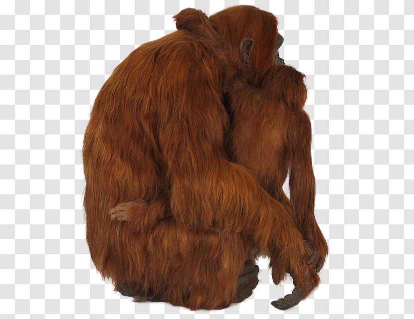Orangutan ICO Icon - Primate Transparent PNG
