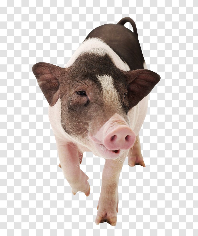 Vietnamese Pot-bellied Large White Pig Piglet Photography - Angry Transparent PNG