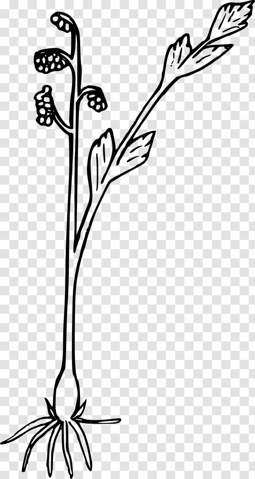 Wildflower Fern Plant Clip Art - Drawing - Heading Box Transparent PNG