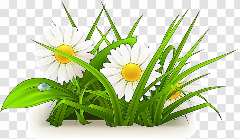 Flower Plant Grass Chamomile Flowering - Houseplant Camomile Transparent PNG