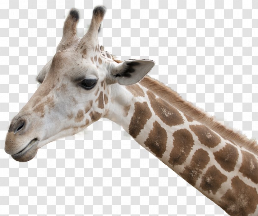 Giraffe Terrestrial Animal Giraffidae Wildlife Head - Adaptation Neck Transparent PNG