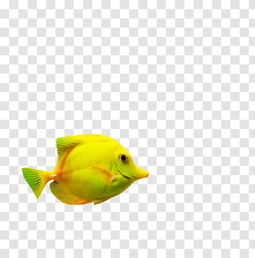 Beak Feather Fish - Bird Transparent PNG