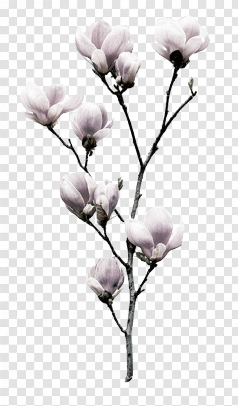 Flower Southern Magnolia Nelumbo Nucifera Liliiflora Printing Transparent PNG