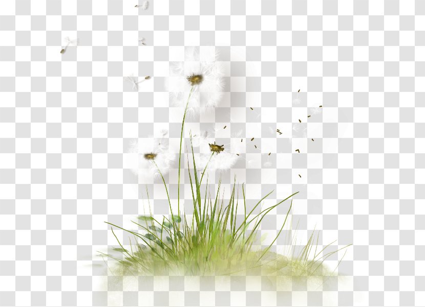 Wallpaper - Flowering Plant - Dandelion Transparent PNG