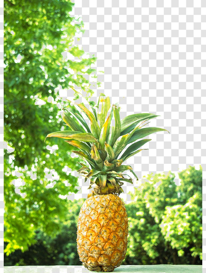 Pineapple Fruit - Plant - On The Outside Of Transparent PNG