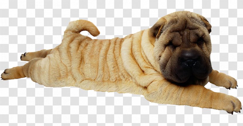 Shar Pei Puppy - Snout - Shar-Pei Transparent PNG