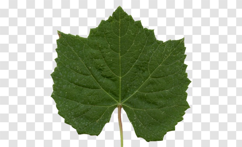 Grape Leaves Plant Pathology Grapevines Leaf Transparent PNG
