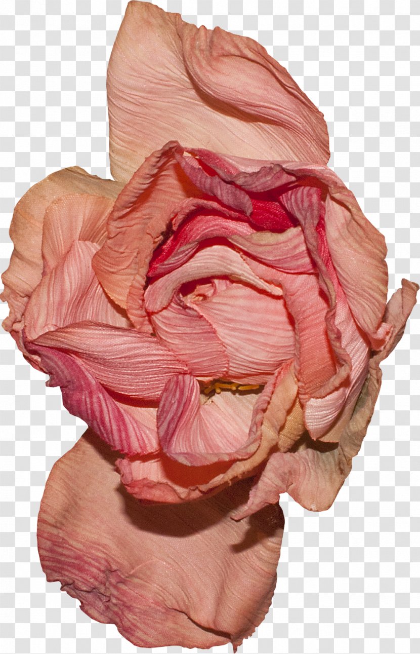 Flower Garden Roses Petal Pink - Silhouette - Deco Transparent PNG