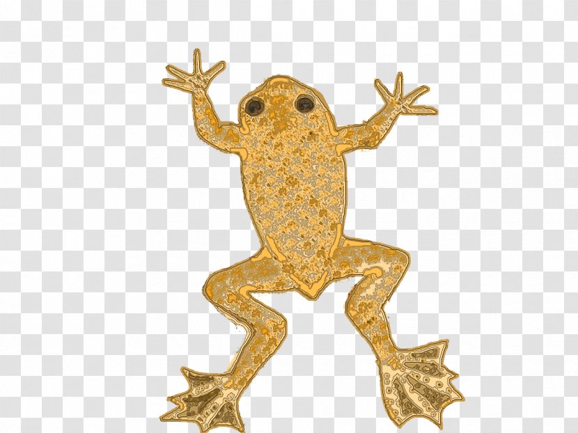 Toad True Frog Tree Fauna - Ranidae Transparent PNG