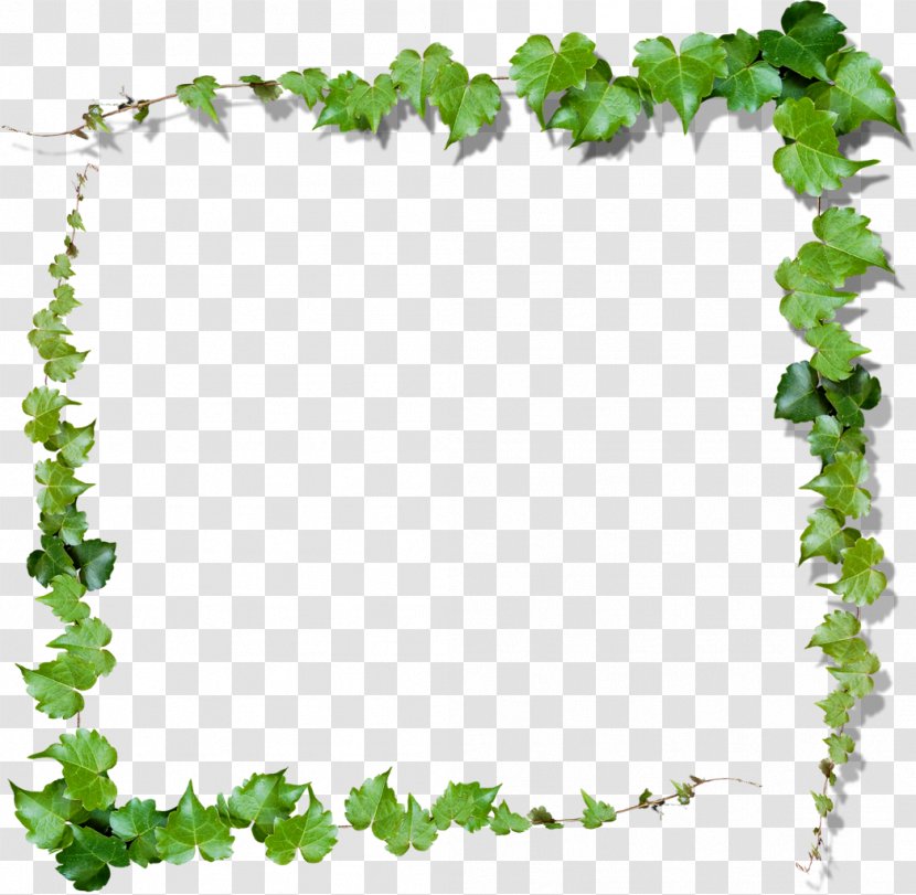 Green Vine Clip Art - Ivy Family - Leaves Frame Transparent PNG