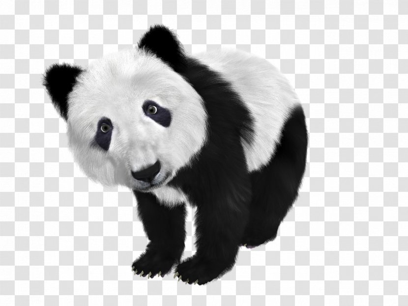 Giant Panda Bear Cuteness - Koala Transparent PNG