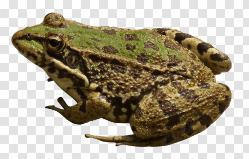 American Bullfrog Image Edible Frog Transparent PNG