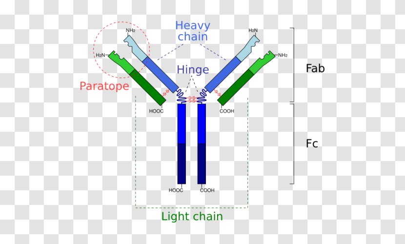 Monoclonal Antibody Immunoglobulin G Fragment Antigen-binding M - Logo Transparent PNG