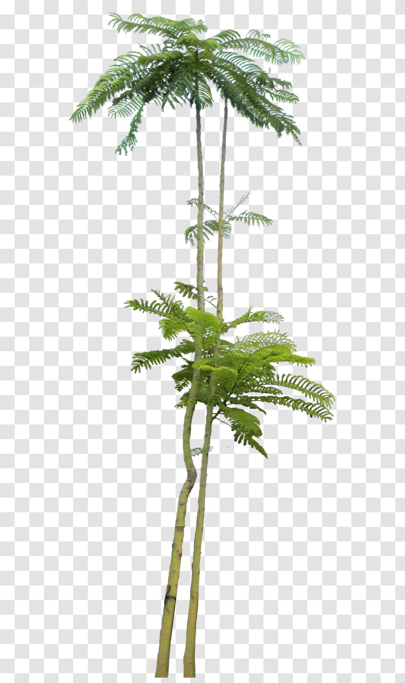 Fir Arecaceae Tree - Pine Family - Silk Transparent PNG