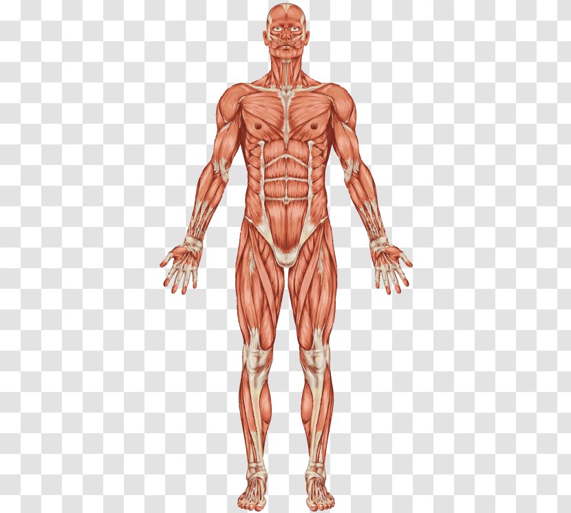 The Muscular System Human Body Muscle Skeleton - Watercolor - Flower Transparent PNG