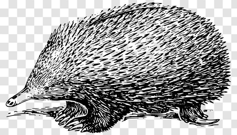 Anteater Echidna Platypus Drawing - Fauna Transparent PNG