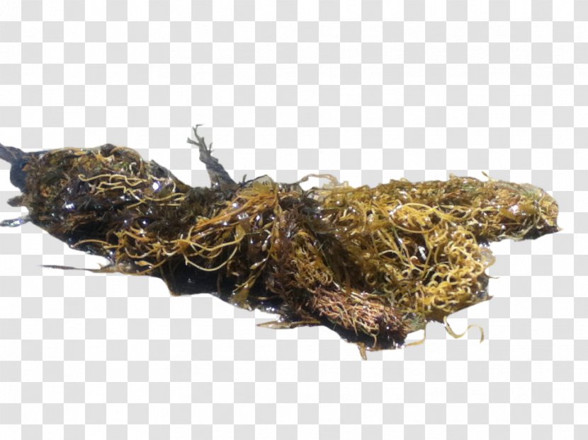 Seaweed Macrocystis Pyrifera A - Sea Vegetables - (corresponding Transparent PNG