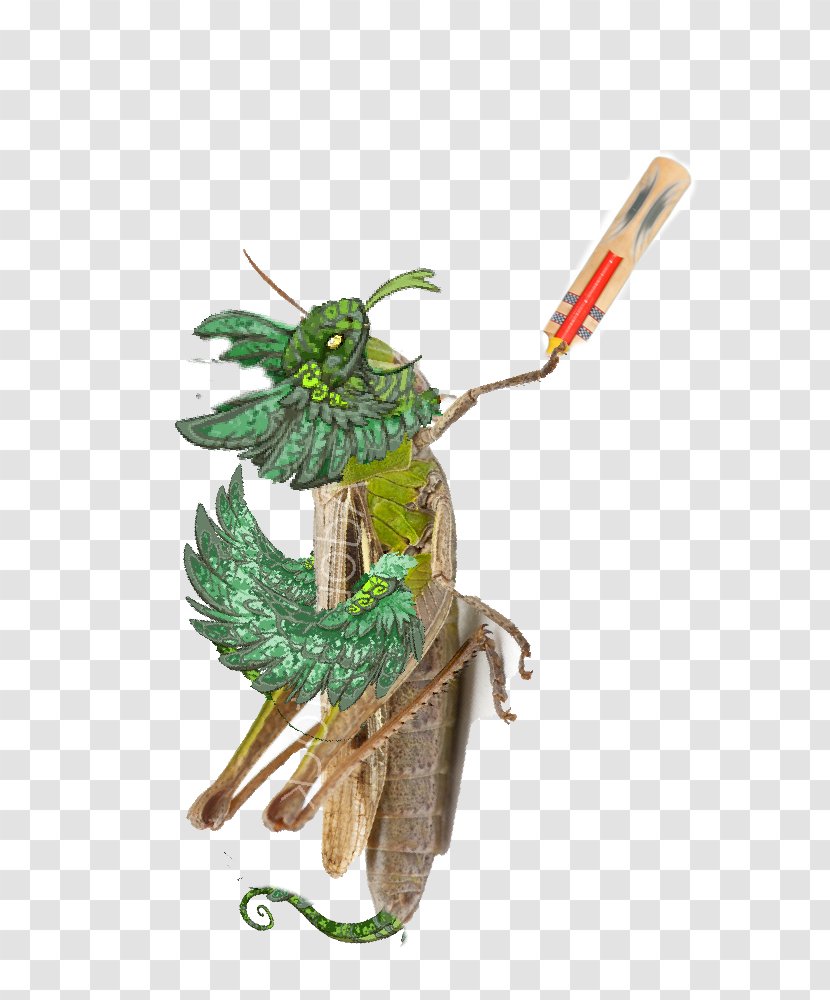 Plant - Insect Transparent PNG