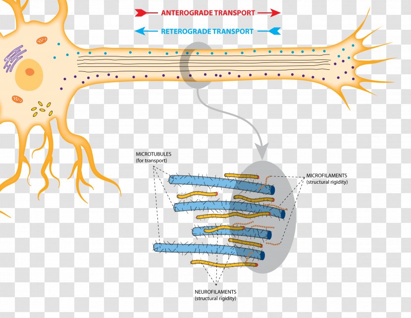 Axonal Transport Anterograde Amnesia Neurotransmitter Microtubule - Watercolor - Nucleus Transparent PNG