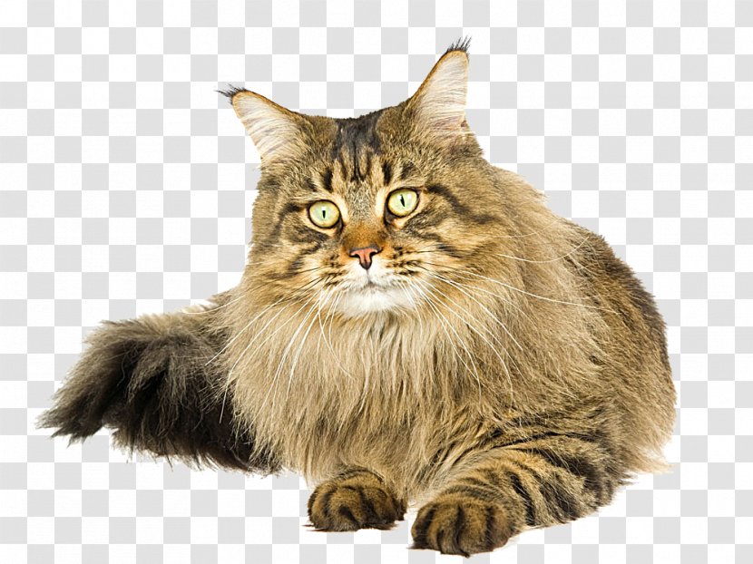 Maine Coon Kitten Paper Cat Food Felidae - Mammal - Lying Picture Transparent PNG