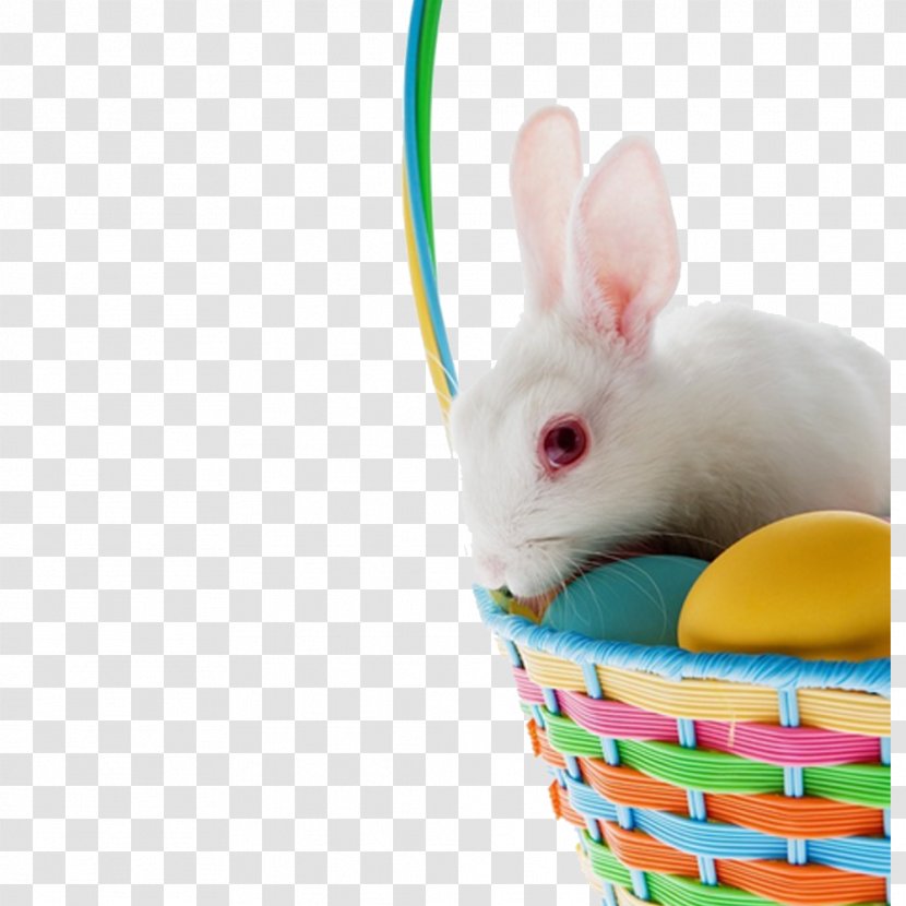 Easter Bunny Domestic Rabbit White - Egg - Basket Lying On The Pictures Transparent PNG