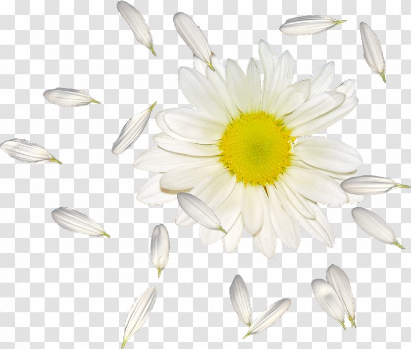 Common Daisy Oxeye Petal Flower Transparent PNG