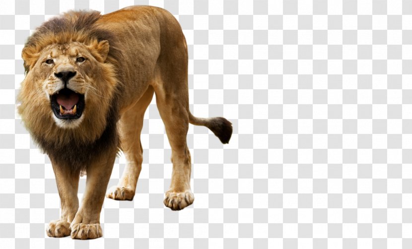 Lion Computer File - S Roar Transparent PNG