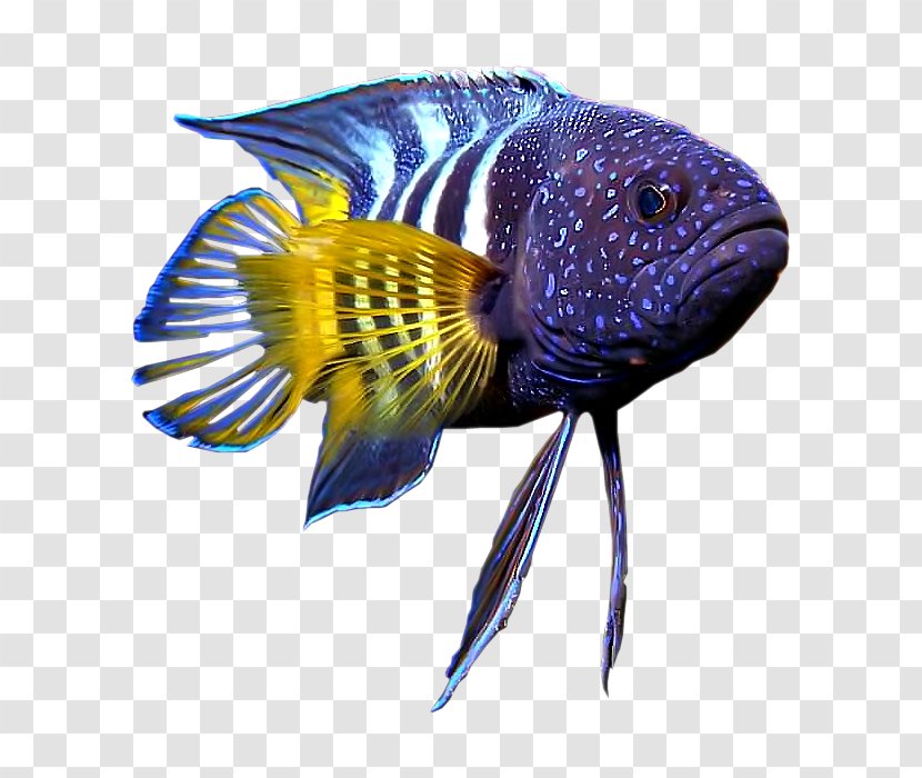 Hagfish Vertebrate Gill Coral Reef Fish - Discus Transparent PNG