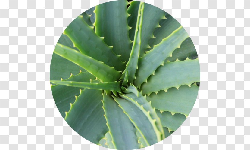 Aloe Vera Gel Medicinal Plants Cape - Herb Transparent PNG