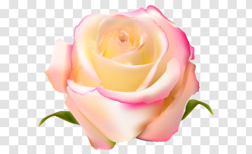 Garden Roses Centifolia Floribunda Pink - Flower Transparent PNG