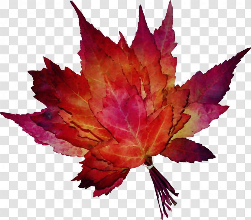 Red Maple Tree - Autumn - Plane Perennial Plant Transparent PNG