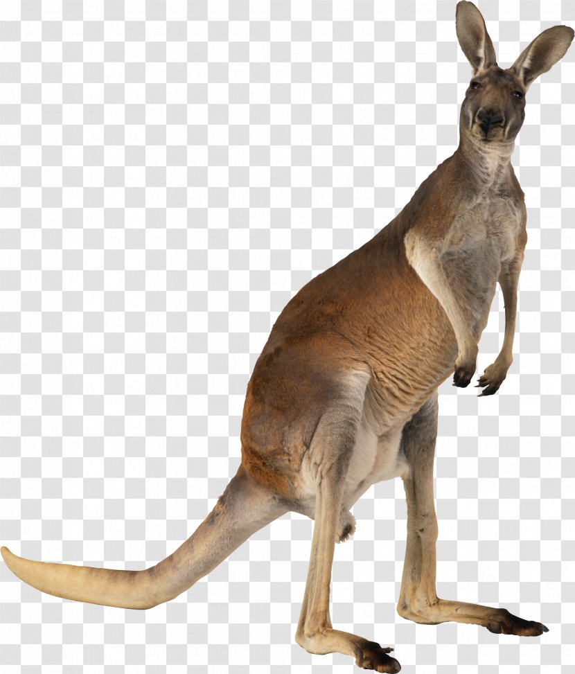 Australian-English, English-Australian American-English, English-American: A Two-way Glossary Of Words In Daily Use On Both Sides The Atlantic Australian English - Vecteur - Kangaroo Transparent PNG