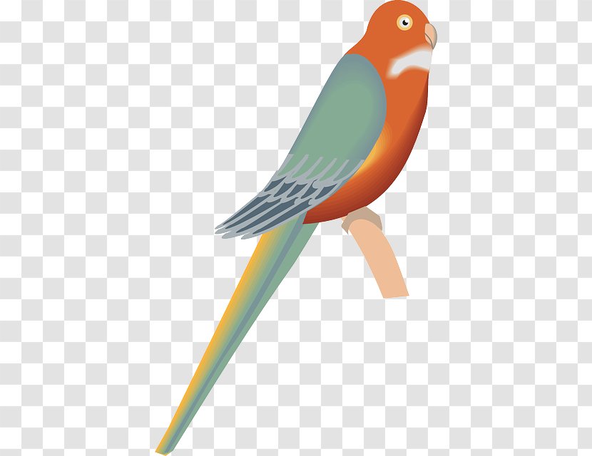 Clip Art Bird Image Openclipart Parrot - Beak - Crane Beach Transparent PNG