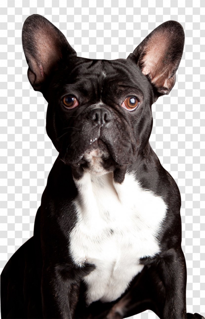 French Bulldog Toy Boston Terrier Dog Breed - Companion - English Old Pug Transparent PNG