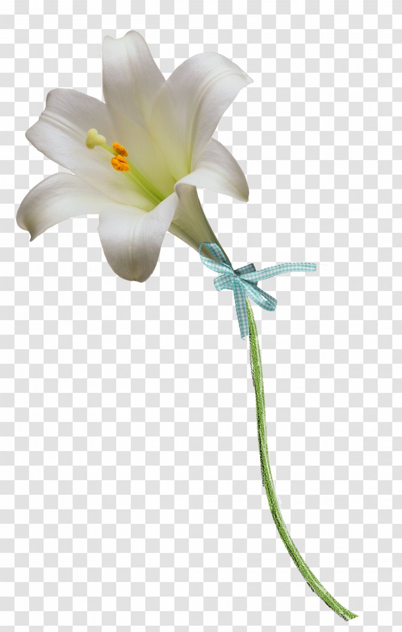 Floral Design Easter Lily Flower Clip Art - Plant Stem Transparent PNG