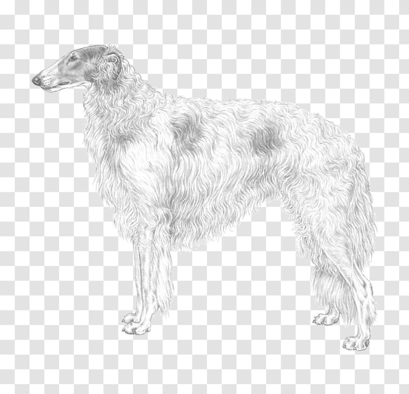 Silken Windhound Borzoi American Staghound Scottish Deerhound English Setter - Race Transparent PNG